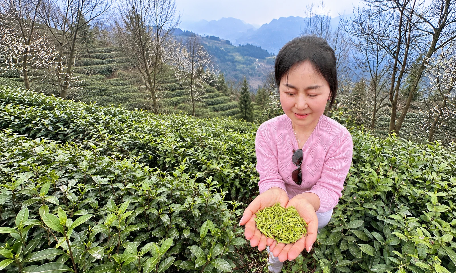 茶园里手捧新鲜茶芽的照片，横幅适配